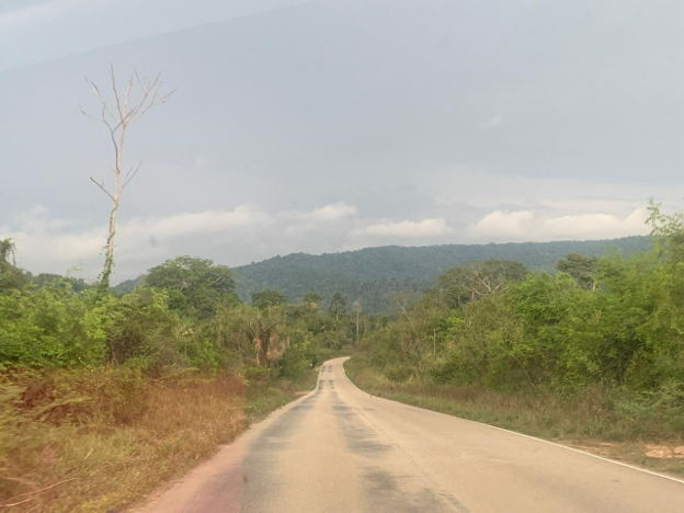 Forest road through project area